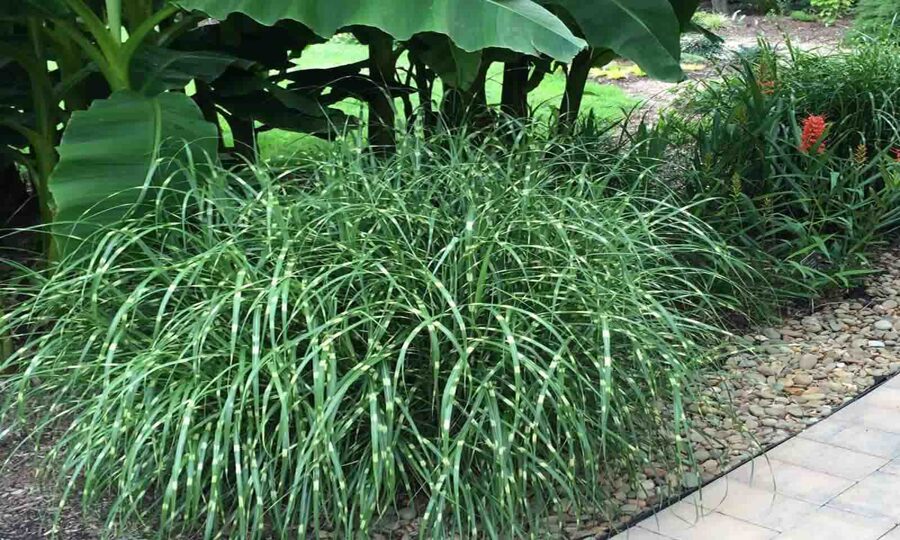 Miscanthus sinensis 'Little Zebra'