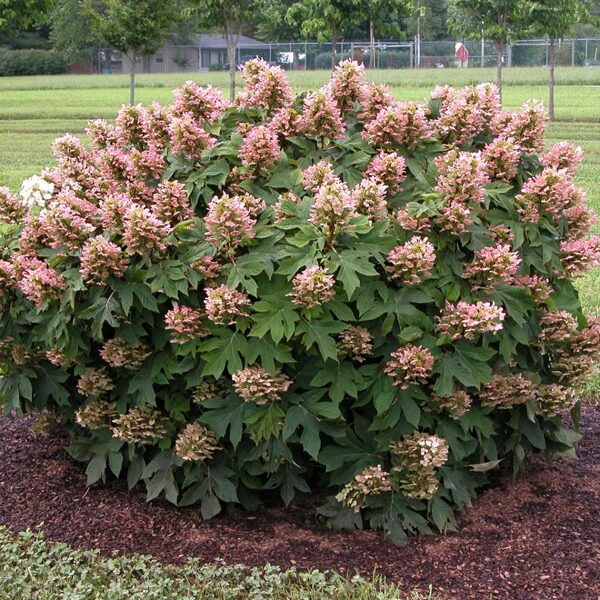 Robainā hortenzija 'Munchkin'