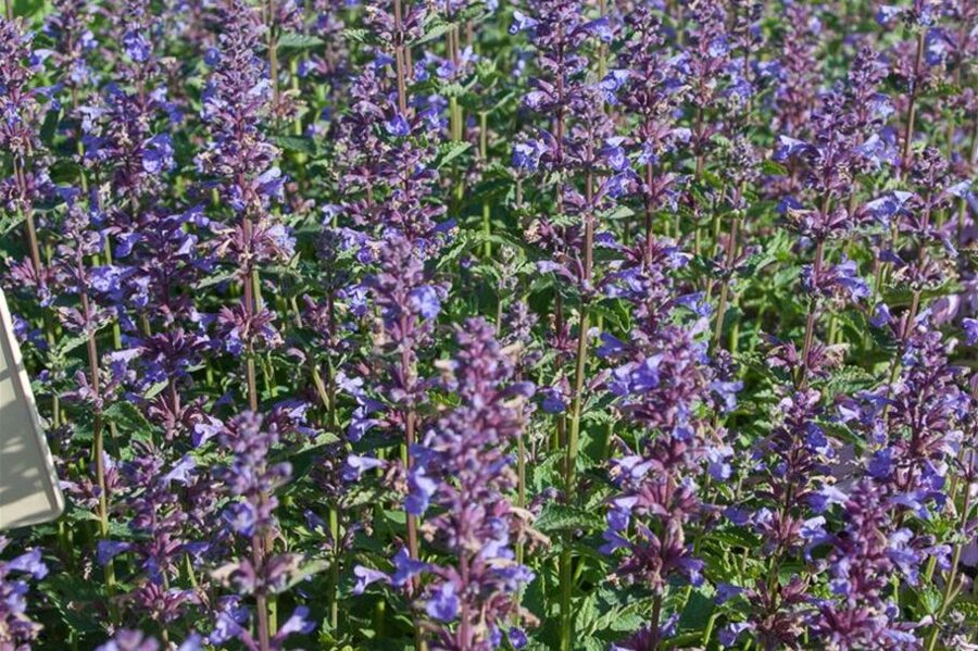 Kaķumētra lielziedu - Nepeta grandiflora Blue Danube