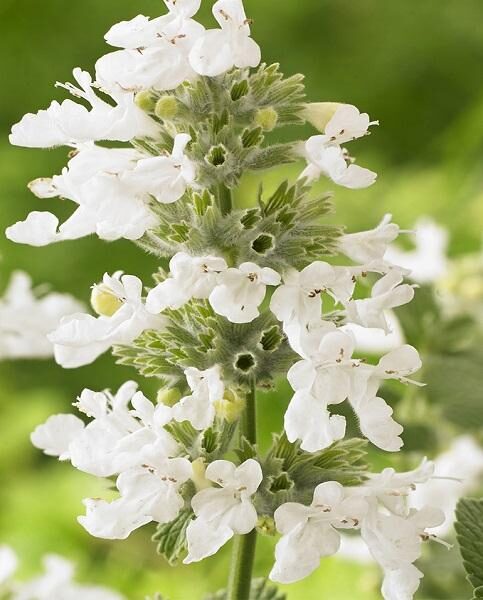 Kaķumētra Fāsena - Nepeta racemosa Snowflake