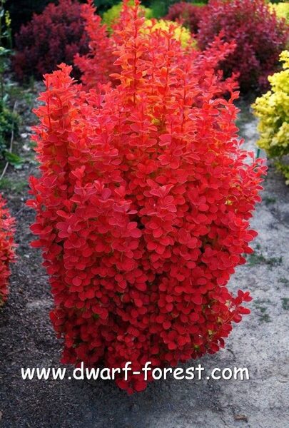 Berberis thunbergii 'Orange Ice' PBR