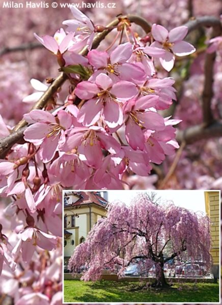 Nokarenā sakura Prunus pendula 'Beni-shidare' (Prunus ×subhirtella 'Pendula Rubra')