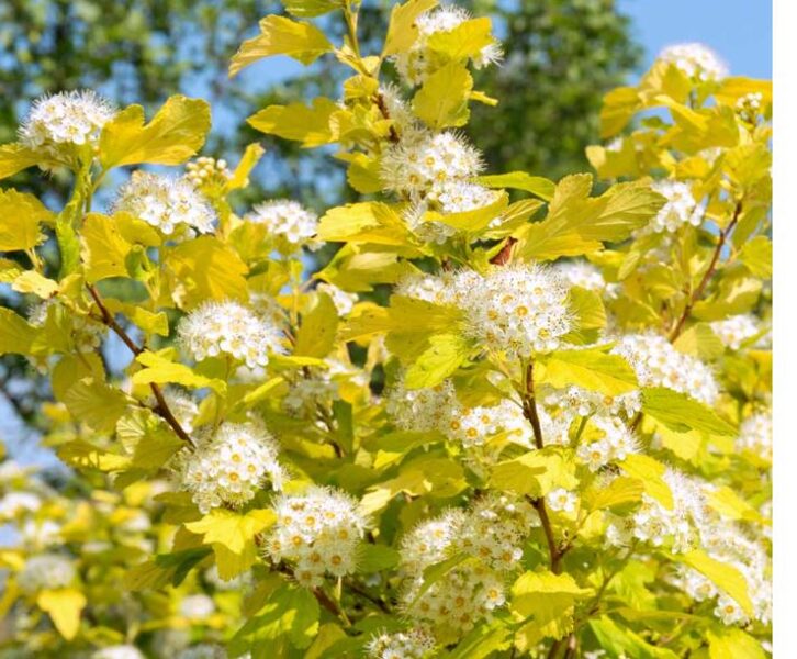 Physocarpus opulifolius ANGEL GOLD 'Minange' PBR