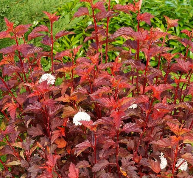 Physocarpus opulifolius DIABLE D'OR 'Mindia' PBR