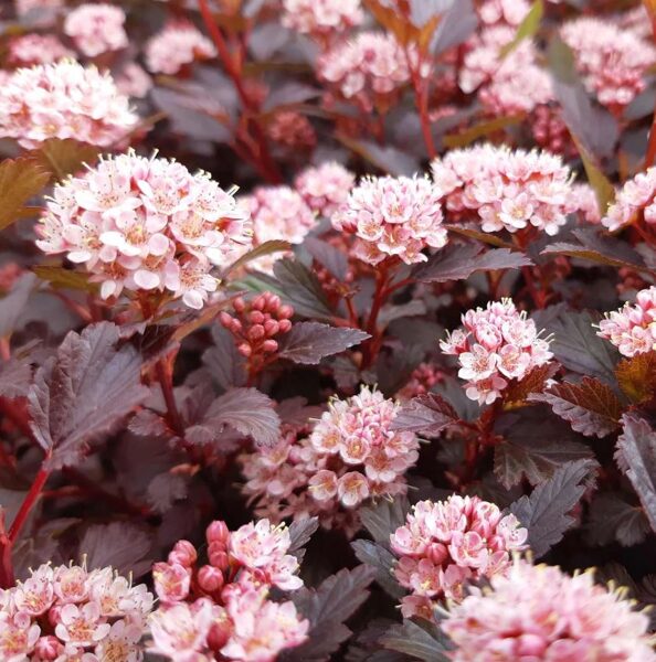 Physocarpus opulifolius LITTLE JOKER 'Hoogi021'