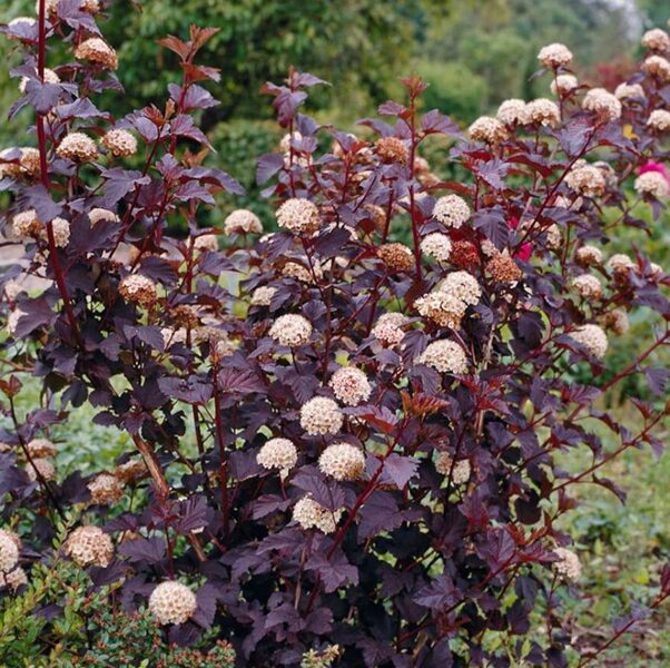 Physocarpus opulifolius 'Diabolo' PBR