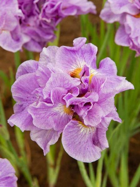 Iris sibirica 'Pink Perfait'