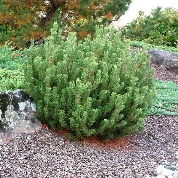 Pinus mugo kalnu priede