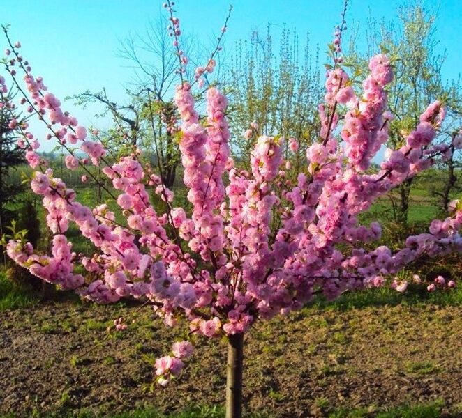 Trīsdaivu mandele Prunus triloba