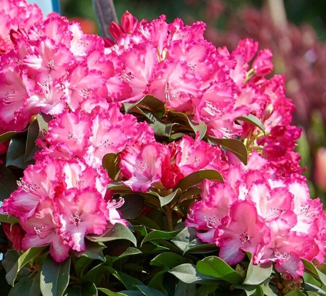 Rhododendron XXL