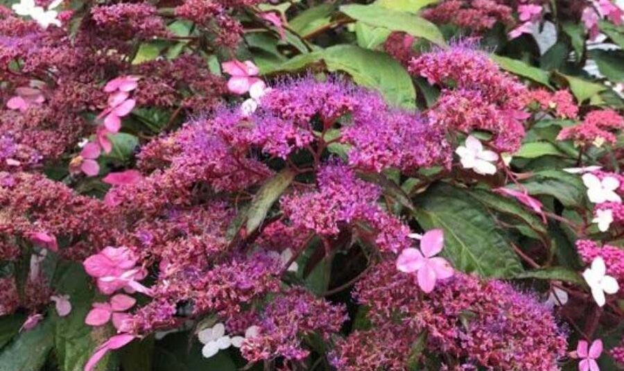 Aslapu hortenzija Rosemary Foster (Hydrangea aspera)