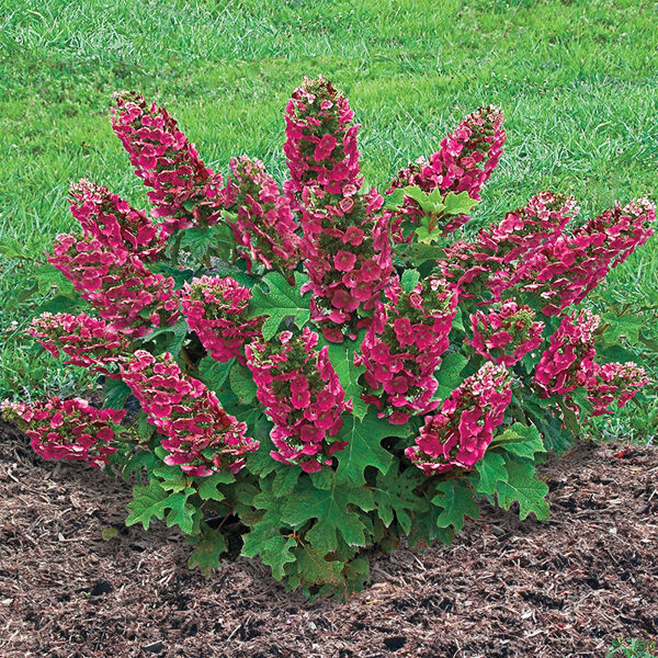 Robainā hortenzija 'Ruby Slippers'