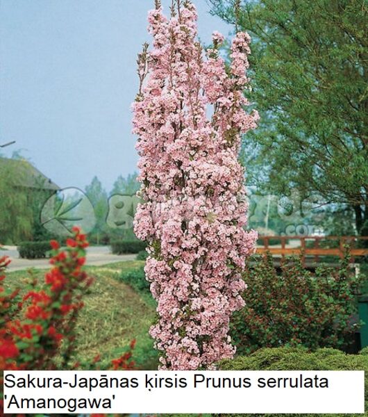 Sakura Prunus serrulata 'Amanogawa'(augststumbra)