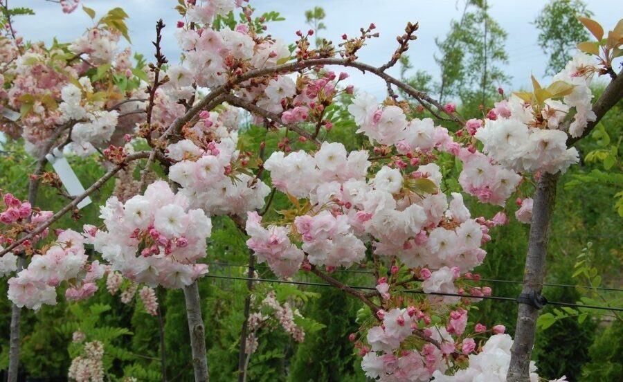 Sakura Prunus serrulata Shimidsu (augststumbra)