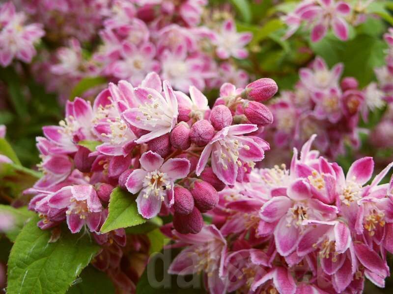 Deutzia ×hybrida 'Strawberry Fields'