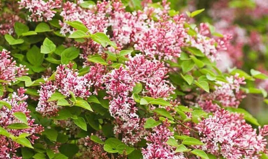 Sīklapu ceriņš Superba (Syringa microphylla)