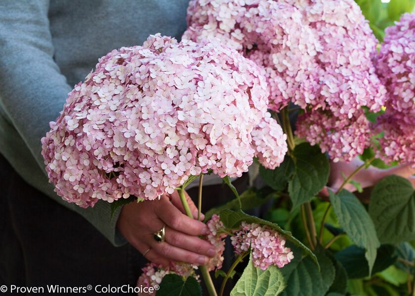 Kokveida hortenzija “SWEET Annabelle” (Hydrangea arborescens)