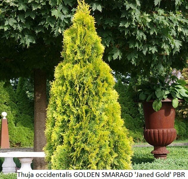 Thuja occidentalis Golden Smaragd 'Janed Gold'