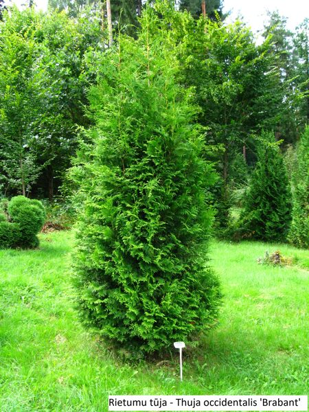Thuja occidentalis Brabant