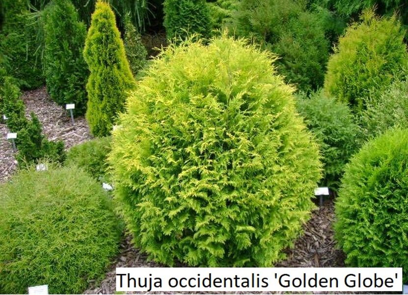 Thuja occidentalis Golden Globe