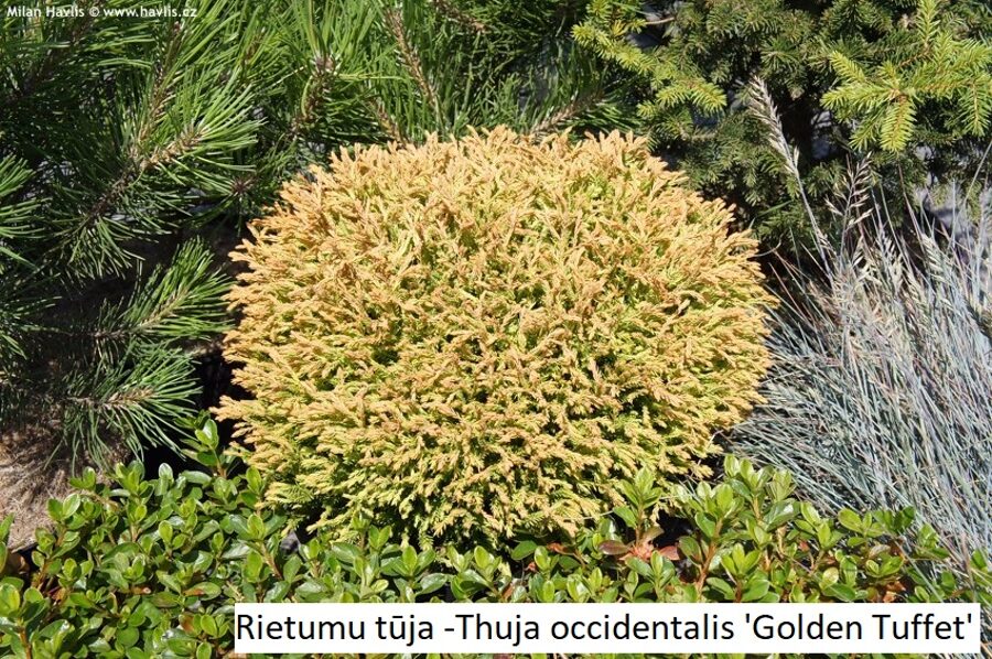 Thuja occidentalis Golden Tuffet