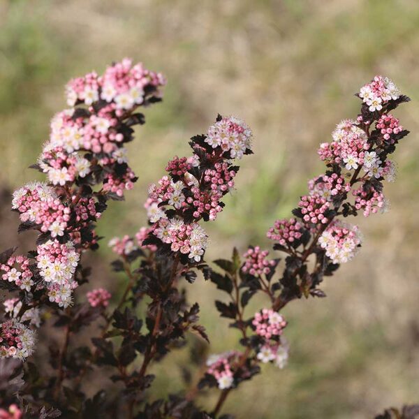 Physocarpus opulifolius TINY WINE 'SMPOTW'