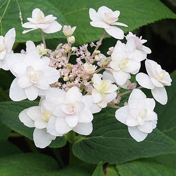 Punduru hortenzija 'Tokado Yama' (Hydrangea involucrata)