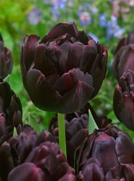 Tulpe Black hero 10/11