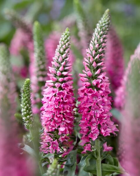 Veronica spicata 'Bubblegum Candles'