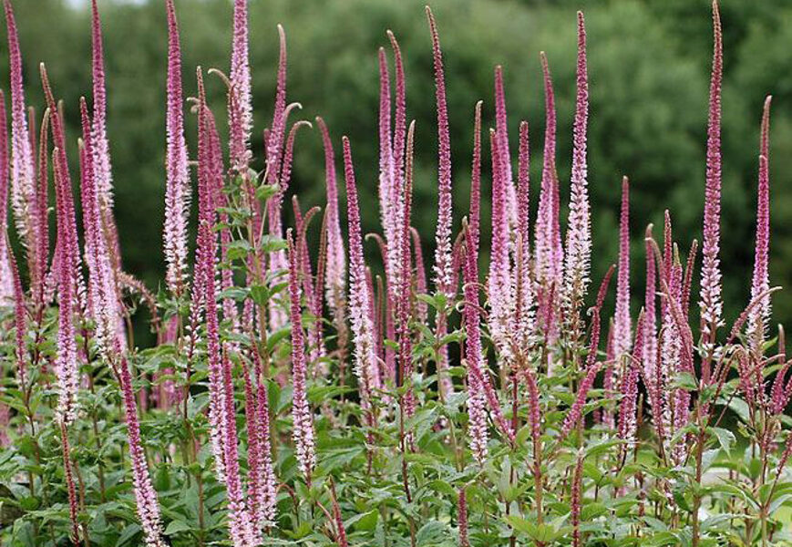 Veronicastrum virginicum 'Pink Glow'