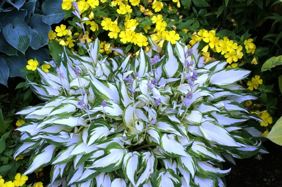 Hosta 'White Christmas'