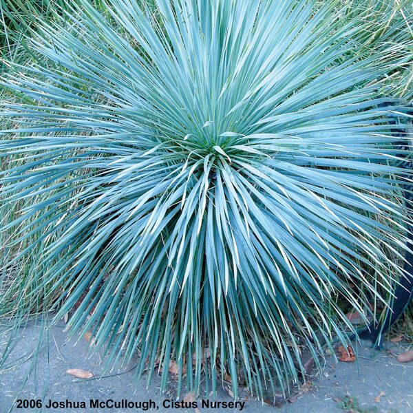 Yucca rostrata 'Sapphire Skies'