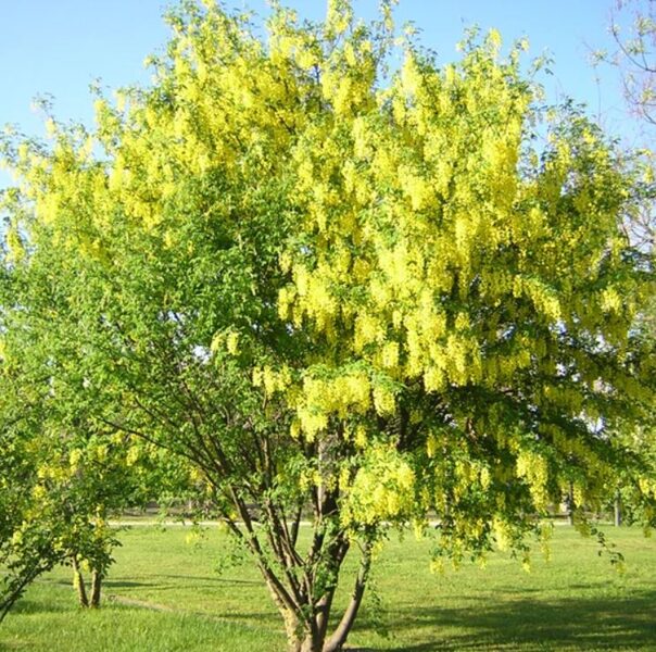 Laburnum anagyroides 'Quercifolium' PA