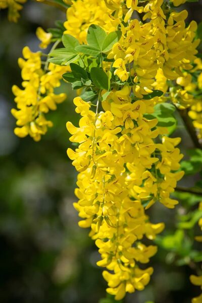 Laburnum anagyroides 'Yellow Rocket'