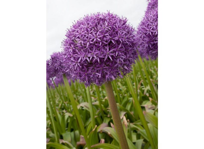 Allium - Globemaster - 20/22 (1.gab.)