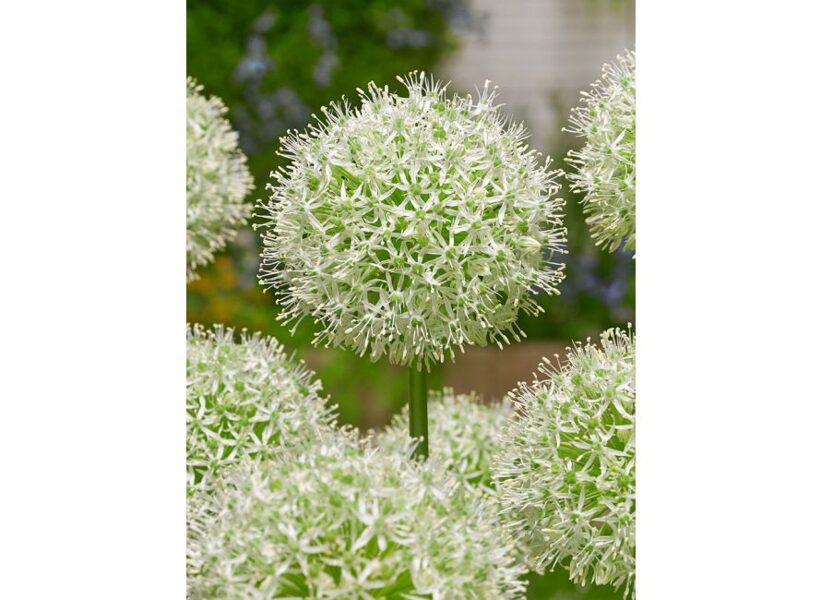 Allium - Mount everest - 20/+ (1.gab.)