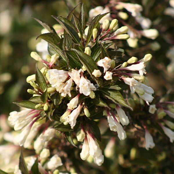 Weigela BLACK AND WHITE