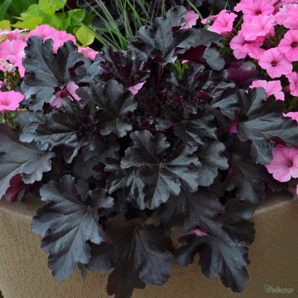 Heuchera 'Black Pearl' PBR