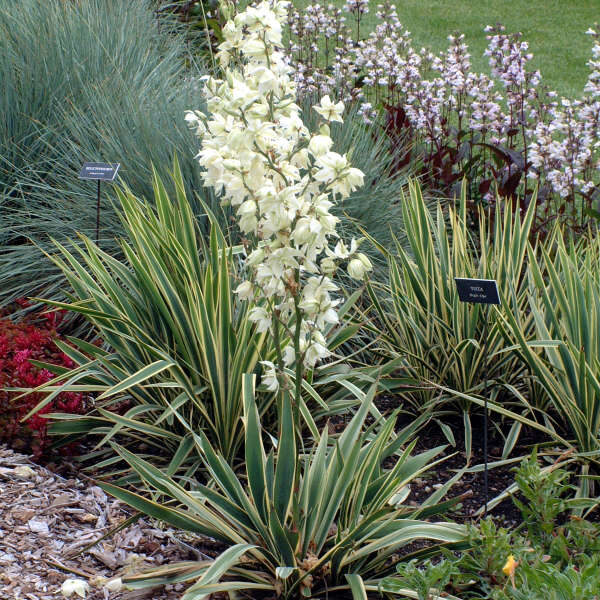 Yucca filamentosa 'Bright Edge'