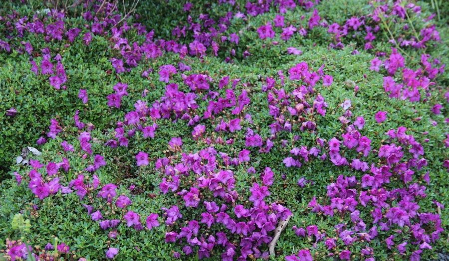 Ložņājošais rododendrs Calostrotum keleticum