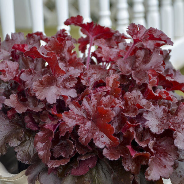 Heuchera 'Cherry Truffles'