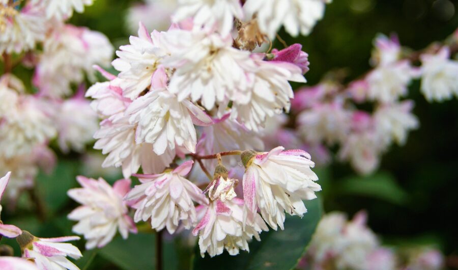 Deutzia scabra 'Codsall Pink'