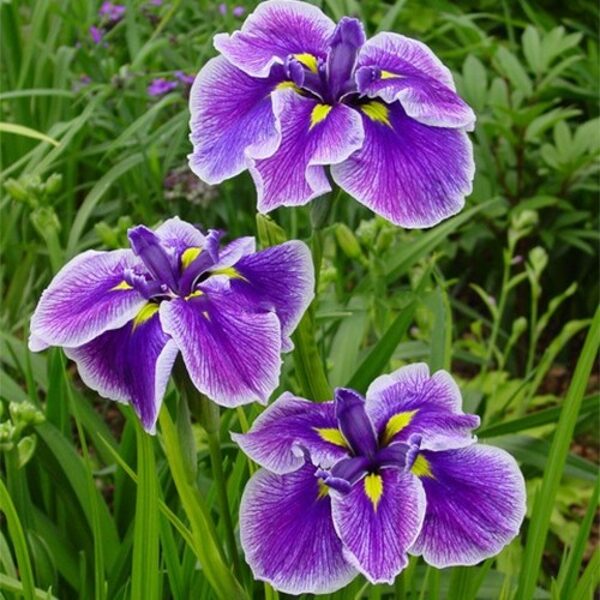 Iris ensata 'Crystal Halo'