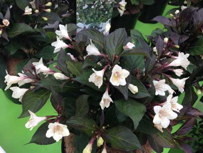 Weigela florida EBONY & IVORY