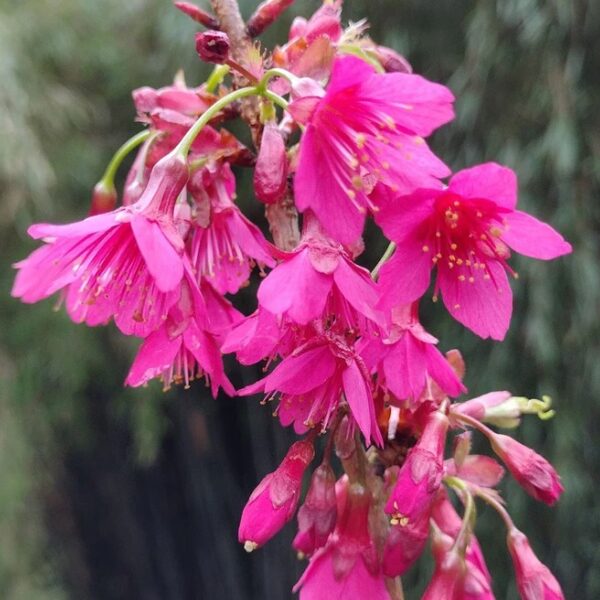 Prunus campanulata 'Felix Jury'