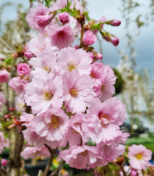 Sakura Prunus FIRST BLUSH 