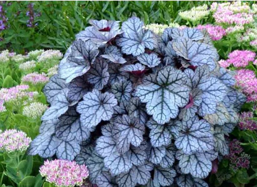 Heuchera 'Glitter'