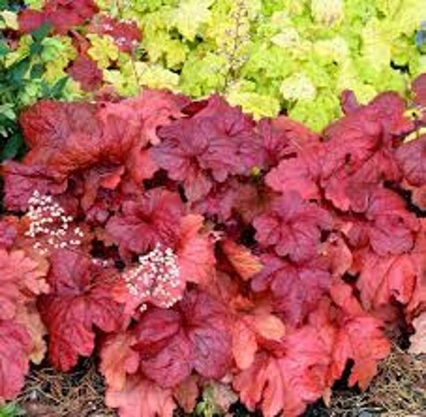 Heuchera 'Fire Alarm'