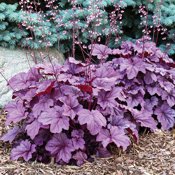 Heuchera 'Pink Panther' 