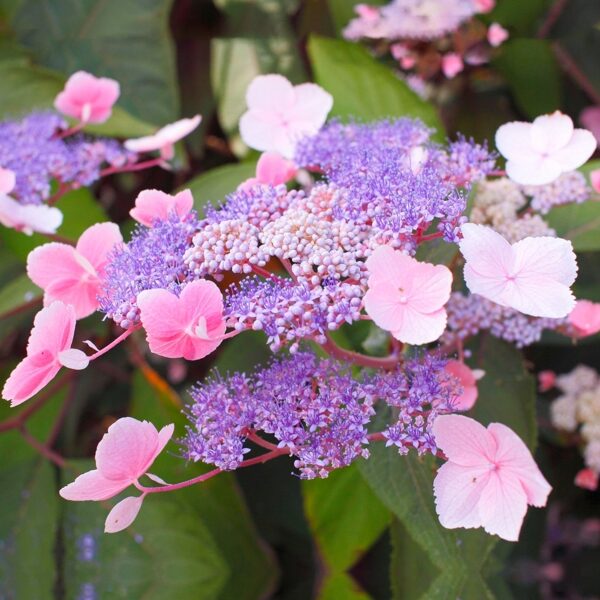 Aslapu hortenzija Hot Chocolate (Hydrangea aspera)